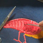 Fringe Flamingo Bird Machine Embroidery Digitized Design Files